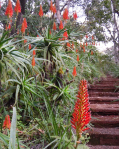 aloes-and-steps