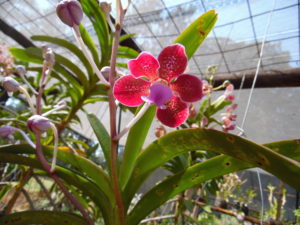 lady-virginnia-orchid