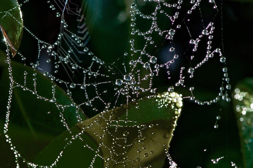 Early morning dew on Spiders Web by Tony Martin